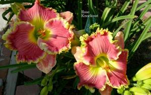 Rose Knockout (Stamile, 2009)